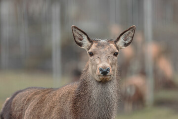 Obraz premium The Red deer (Cervus elaphus) is a very large deer species, characterized by their long legs and reddish-brown coat. Red deer males (stags) fight each other over groups of hinds (female deer)