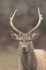 Beautiful hind portrait with majestic powerful adult red deer stag in the background. Male red deer is called a stag or hart, and a female is called a hind
