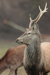 Red deer is one of the largest deer species. Red deer stag (Cervus elaphus) with hinds in the background seen during the annual rutting season