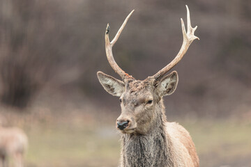 Red deer stag (Cervus elaphus) with hinds in the background. Walk into the majestic background of the red deer stag, you feel like a deer in the middle of a fairytale