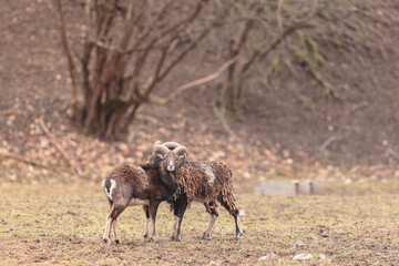 Fototapeta premium The Red deer (Cervus elaphus) is a very large deer species, characterized by their long legs and reddish-brown coat. Red deer males (stags) fight each other over groups of hinds (female deer)