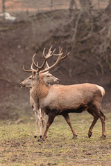 Horned stag walk through the forest woods. Red deer stag (Cervus elaphus) with hinds in the background seen during the annual rutting season