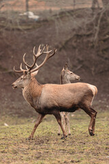 deer stag in the wild