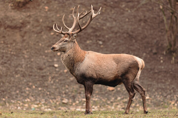 Naklejka na ściany i meble The Red deer (Cervus elaphus) is a very large deer species, characterized by their long legs and reddish-brown coat. Red deer males (stags) fight each other over groups of hinds (female deer)
