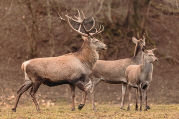 Obraz premium Horned stag walk through the forest woods. Red deer stag (Cervus elaphus) with hinds in the background seen during the annual rutting season