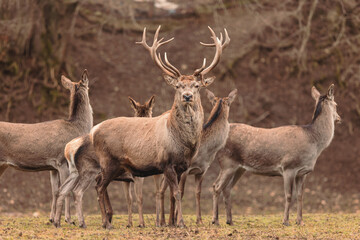 deer stag in the wild