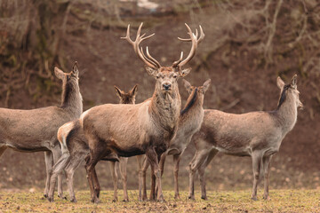 Obraz premium deer stag in the wild