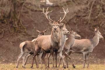 The Red deer (Cervus elaphus) is a very large deer species, characterized by their long legs and...