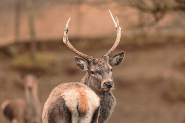 Red deer is one of the largest deer species. Red deer stag (Cervus elaphus) with hinds in the background seen during the annual rutting season