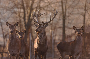 Red deer stag (Cervus elaphus) with hinds in the background. Walk into the majestic background of...