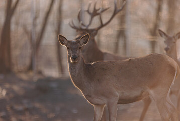 Fototapeta premium Horned stag walk through the forest woods. Red deer stag (Cervus elaphus) with hinds in the background seen during the annual rutting season