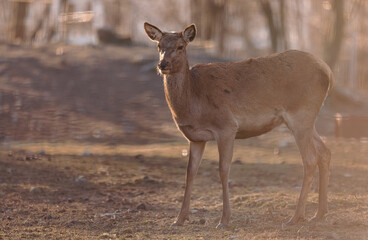 Red deer is one of the largest deer species, and they are relatively easy to identify.  A male red deer is called a stag or hart, and a female is called a hind