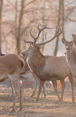 Red deer stag (Cervus elaphus) with hinds in the background. Walk into the majestic background of the red deer stag, you feel like a deer in the middle of a fairytale