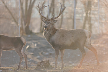 Horned stag walk through the forest woods. Red deer stag (Cervus elaphus) with hinds in the background seen during the annual rutting season
