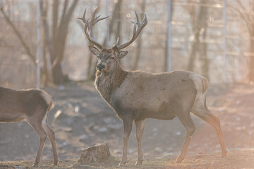 deer stag in the wild