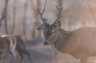 The Red deer (Cervus elaphus) is a very large deer species, characterized by their long legs and reddish-brown coat. Red deer males (stags) fight each other over groups of hinds (female deer)