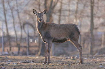 Red deer is one of the largest deer species. Red deer stag (Cervus elaphus) with hinds in the background seen during the annual rutting season