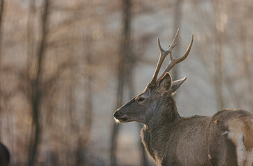 Red deer is one of the largest deer species, and they are relatively easy to identify.  A male red deer is called a stag or hart, and a female is called a hind