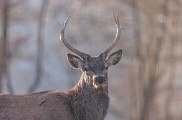 The Red deer (Cervus elaphus) is a very large deer species, characterized by their long legs and reddish-brown coat. Red deer males (stags) fight each other over groups of hinds (female deer)