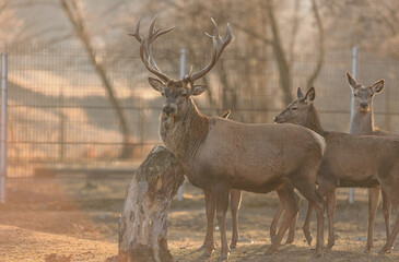 Red deer is one of the largest deer species, and they are relatively easy to identify. Mighty majestic stag is shown in full glory as he stalks along on a grassy field