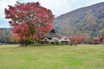 茅葺屋根と紅葉したモミジのコラボ情景＠西湖 野鳥の森公園、山梨