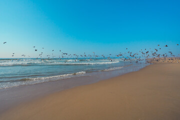 Great colony of seabirds on the beach, pelicans and seagulls, flying over the ocean