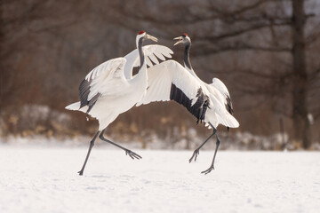 タンチョウ　Red-crowned crane © 明彦 佐藤