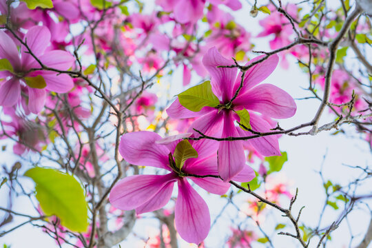 Purple and pink flowers Magnolia tree close up. Beautiful floral background, spring blossom
