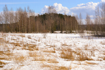 Fototapeta na wymiar Spring landscape, the last snow in secluded places. Deciduous trees without leaves. Melt water from the snow.