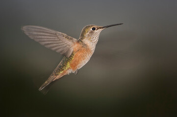 Fototapeta na wymiar Rufous hummingbird (Selasphorus rufus); Colorado