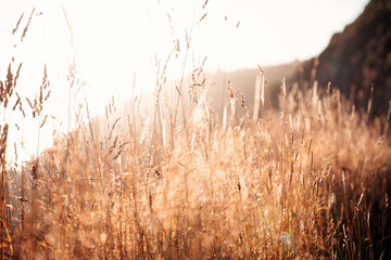 Reeds in the golden light at sunrise