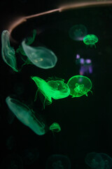 jellyfish and lights