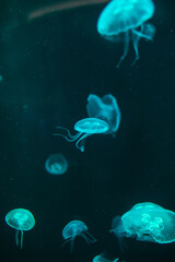 Fototapeta na wymiar Jellyfish in the marine aquarium