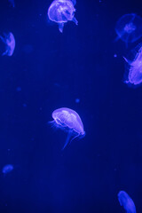 Naklejka na ściany i meble jellyfish and lights