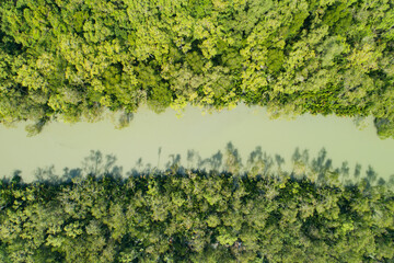 Top view mangrove forest trees and river Ecosystem and healthy environment concept and nature background