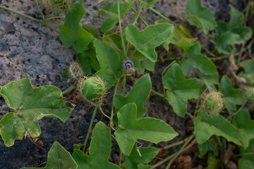 Passiflora foetida (common names: stinking passionflower, wild maracuja, bush passion fruit, wild water lemon, stoneflower, love-in-a-mist, or running pop ) is a species of passion flower that is nati