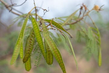 Leucaena leucocephala is a small fast-growing mimosoid tree native to southern Mexico and northern Central America. jumbay, white leadtree, river tamarind, ipil-ipil,tan tan, and white popinac. Oahu 