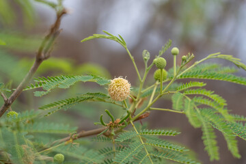Leucaena leucocephala is a small fast-growing mimosoid tree native to southern Mexico and northern Central America. jumbay, white leadtree, river tamarind, ipil-ipil,tan tan, and white popinac. Oahu 