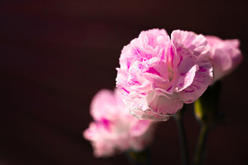 カーネーション