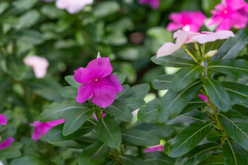 Obraz na płótnie Canvas Catharanthus roseus, commonly known as bright eyes, Cape periwinkle, graveyard plant, Madagascar periwinkle, old maid, pink periwinkle, rose periwinkle,[2] is a species of flowering plant in the famil