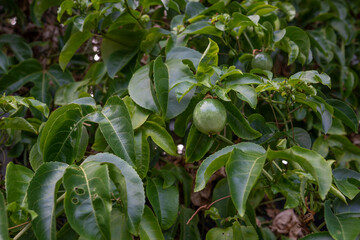Passiflora edulis, commonly known as passion fruit, is a vine species of passion flower native to southern Brazil through Paraguay and northern Argentina. It is cultivated commercially in tropical and