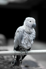 black and white parrot