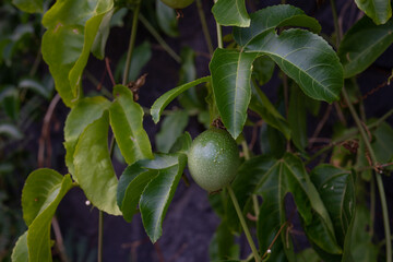 Passiflora edulis, commonly known as passion fruit, is a vine species of passion flower native to southern Brazil through Paraguay and northern Argentina. It is cultivated commercially in tropical and
