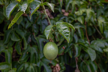Passiflora edulis, commonly known as passion fruit, is a vine species of passion flower native to southern Brazil through Paraguay and northern Argentina. It is cultivated commercially in tropical and