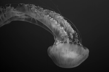 jellyfish 05