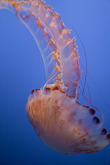 jellyfish 03