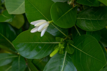 Gardenia taitensis, also called Tahitian gardenia or tiaré flower, is a species of plant in the family Rubiaceae. It is an evergreen tropical shrub that grows to 4 m (10 ft) tall and has glossy dark g