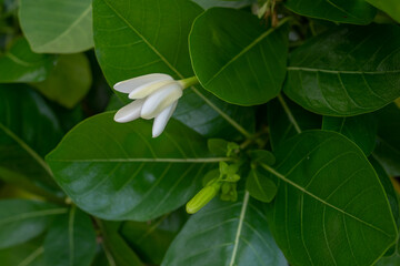 Gardenia taitensis, also called Tahitian gardenia or tiaré flower, is a species of plant in the...