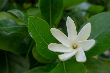 Gardenia taitensis, also called Tahitian gardenia or tiaré flower, is a species of plant in the family Rubiaceae. Oahu HAWAII - 484781152