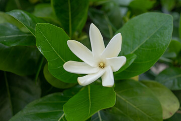 Gardenia taitensis, also called Tahitian gardenia or tiaré flower, is a species of plant in the family Rubiaceae. It is an evergreen tropical shrub that grows to 4 m (10 ft) tall and has glossy dark g - 484781154